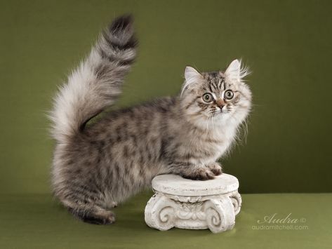 The Napoleon Cat has taken the cat world by storm. Though the breed has been in the works since 1996, their popularity has skyrocketed much due to its increased exposure through the internet,... Napoleon Cat, Munchkin Cat, Cat Breed, Cats For Sale, Cat Club, Scottish Fold, Domestic Cat, All About Cats, Doll Face