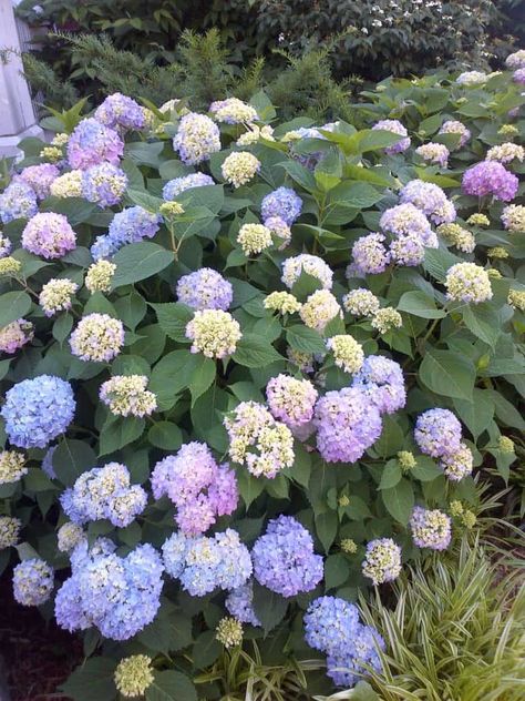 How to Get Mophead Hydrangeas to Bloom - Longfellow's Garden Center Mophead Hydrangea, Types Of Hydrangeas, Hydrangea Not Blooming, Pink Hydrangea, Clay Soil, Be Healthy, Bedding Plants, Blue Hydrangea, Plant Needs