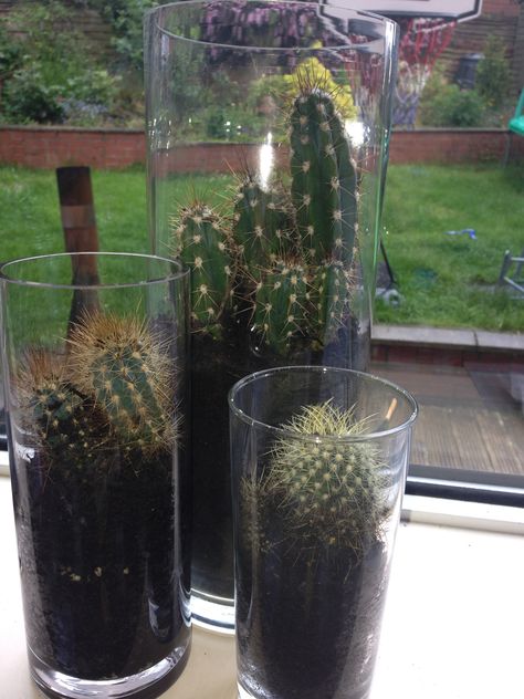 Cactus in glass vases. Cactus In Glass Vase, Grad Parties, Mother Earth, Pint Glass, Beer Glasses, Glass Vase, Cactus, Vase, Tableware