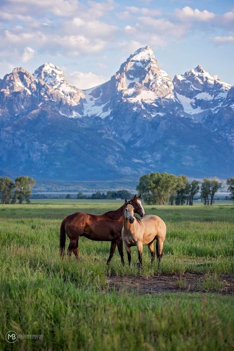 Ranch Scenery, Horse In Pasture, Horse And Mountain Wallpaper, Countryside Horse Aesthetic, Horse Nature Aesthetic, Mountain Aesthetic, Wild Horses Photography, Horse Aesthetic, Horse Ranch