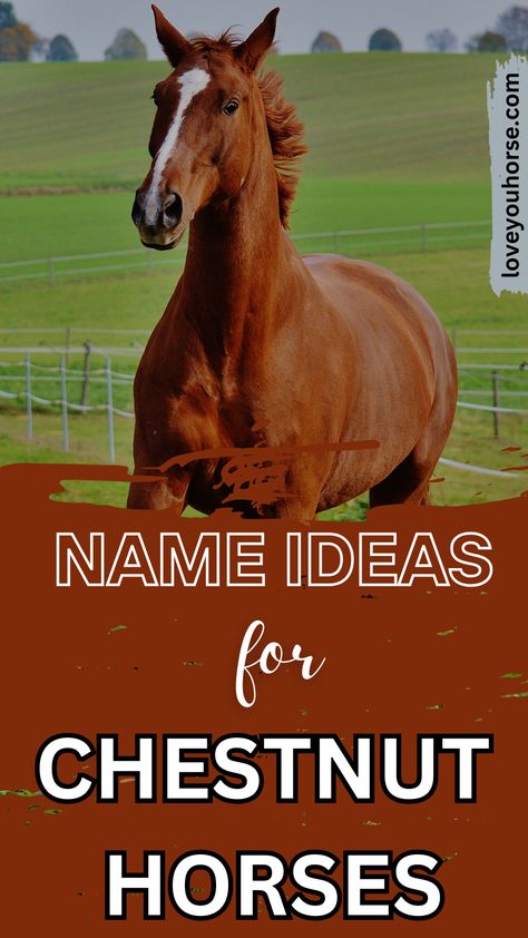 Searching for the perfect Chestnut Horse Names? Look no further!

From nature-inspired choices to mythological wonders, we’ve curated a list that’s sure to spark your imagination.

Whether you’re drawn to classic Chestnut Horse Names like Rusty and Ginger or seeking something more unique like Phoenix or Saffron, you’ll find inspiration here.

Dive into this treasure trove of Chestnut Horse Names and discover the ideal moniker that will make your horse stand out in the stable and beyond! Horse Name Ideas, Best Horse Names, Male Horse, Horse Names, Name Inspiration, Chestnut Horse, Name Ideas, Chestnut, Nature Inspired