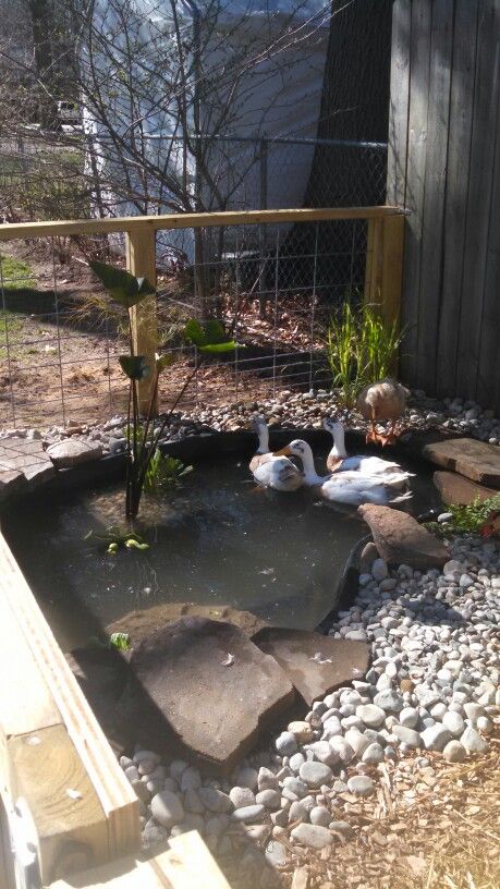 Backyard Duck Enclosure, Duck Coop Watering System, Duck Run Flooring, Runner Duck Enclosure, Geese Enclosure, Duck Waterer Diy, Duckling Enclosure, Goose Enclosure, Duck House Ideas Backyards