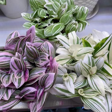 Wondering Jew, Jew Plant, Best Bathroom Plants, Wandering Jew Plant, نباتات منزلية, Plant Fungus, Succulent Garden Diy, Inside Plants, Indoor Plant Care