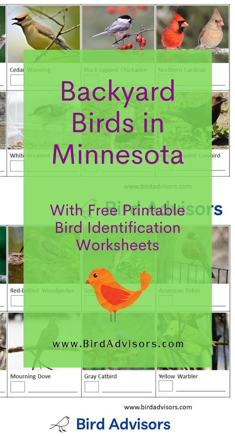 Backyard Birds in Minnesota with Free Bird Identification and Tally Worksheets Backyard Birds Of Minnesota, Tally Worksheets, Minnesota Birds, Backyard Birds Watching, Birds For Kids, Minnesota Winter, Free Id, Bird Identification, Library Inspiration