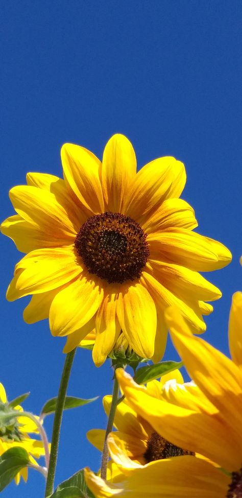 Sunflower With Blue Sky, Eid Quotes, Wild Sunflower, Blue Sky Photography, Sunflower Wallpaper, Pretty Pics, Desert Painting, Sky Painting, Sunflower Fields