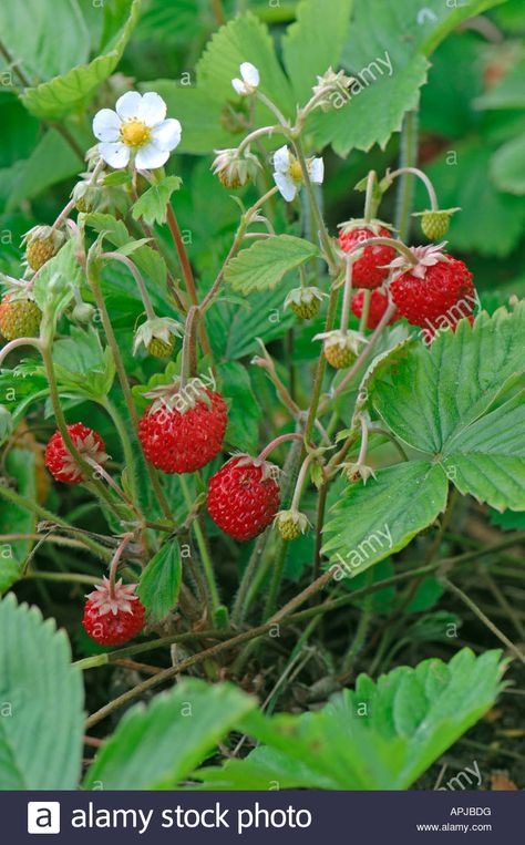 Wild Strawberry Alpine Strawberry Fragaria vesca flowering plant ... Strawberry Garden Aesthetic, Summer Placemats, Wild Strawberry Drawing, Strawberry Plant Drawing, Mock Strawberry, Wild Strawberry Plant, Strawberry Bush Aesthetic, Alpine Strawberry, Fragaria Vesca