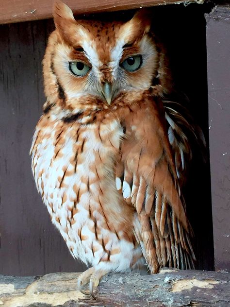 Owl Reference Photography, Red Eastern Screech Owl, Tyto Owl, Western Screech Owl, Eastern Screech Owl, Great Horned Owl Photography, Owl Photography, Screech Owl, Owl Pet