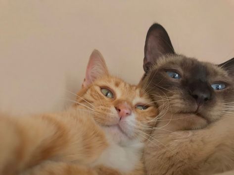 Two Cats Selfie, Me And You Cats, Cat Besties, Animal Selfie, Cats Selfie, Matching Cat Pfp Friends, Cat Selfies, Animal Selfies, Cat Duo