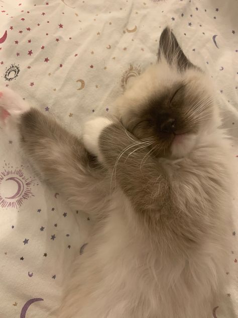 Rag Doll Cat Ragdoll Kittens, Rag Doll Cat Aesthetic, Rag Doll Cats, Cat In Bed, Dream's Cat, Ragdoll Kitten, Ragdoll Cat, Cat Aesthetic