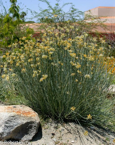 Asclepias subulata - desert milkweed - Inland Valley Garden Planner Desert Milkweed, Desert Patio, Mohave Desert, Palm Springs Landscaping, California Landscaping, Chihuahuan Desert, Xeriscape Plants, Flower Combinations, Small Trees For Garden