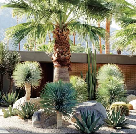 More home and garden inspiration mylushlifestyle.com @mylushlifestyle on Instagram Palm Springs Garden, Top Garden Design, Kaktus Dan Sukulen, Desert Gardens, Succulent Landscape Design, Palm Garden, Succulent Landscaping, Dry Garden, Front Yard Ideas