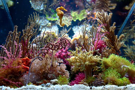 Seahorse Aquarium, Reef Aquascaping, Seahorse Tank, Reef Tank Aquascaping, Saltwater Aquarium Fish, Saltwater Fish Tanks, Tropical Fish Aquarium, Marine Tank, Reef Tanks