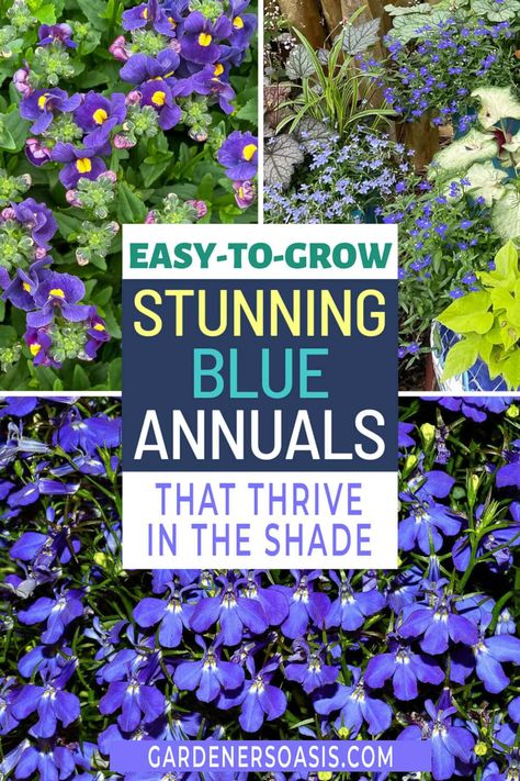 Best Blue Annuals For Shade (Flowers For Pots) | Container Gardening Shade Flowers For Pots, Annual Pots, Annuals For Shade, Flowers For Pots, Blue And White Garden, Garden Annuals, Blue Flowering Plants, Beautiful Blue Flowers, Perennial Ground Cover