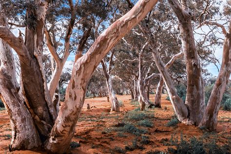 AG Reader Photo 2016 best of Australia Landscape, Australian Trees, Dry River, Australian Outback, Outback Australia, Australian Bush, Ash Wednesday, River Bed, Tree Photography