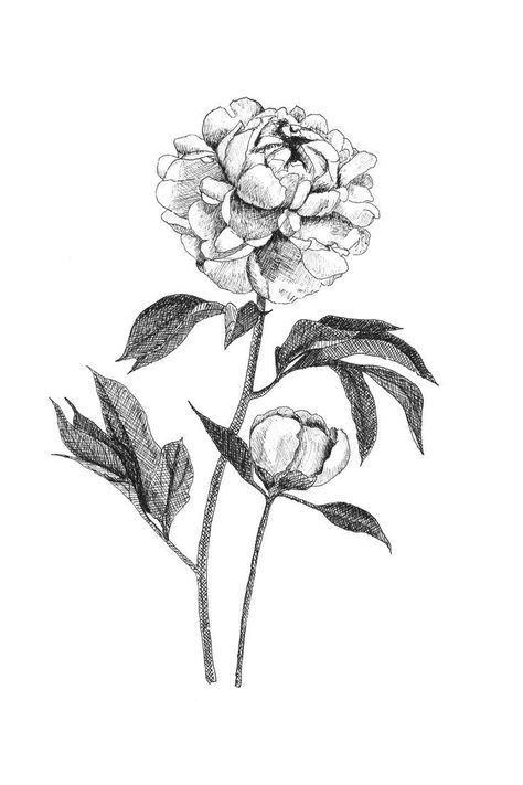 Black And White Peony, Peony Botanical, Peony Illustration, Stippling Art, Black And White Leaves, Botanical Illustration Vintage, Indiana State, Flower Sketches, White Peonies