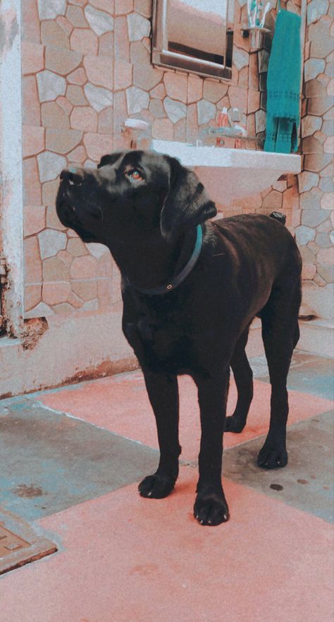 A black labra Black Dog Pictures, Dog Pictures Aesthetic, Labrador Dog, Black Dog, Dog Pictures, A Black, Aesthetic Pictures, Labrador, Pure Products