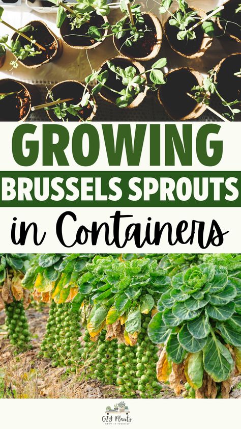 Growing Brussels Sprouts in Containers Planting Brussel Sprouts, Growing Brussel Sprouts, Brussels Sprouts Growing, Growing Brussel Sprouts In Containers, How To Grow Brussel Sprouts, How To Plant Brussel Sprouts, Growing Brussel Sprouts Gardens, Gardening Brussel Sprouts, Grow Brussel Sprouts