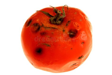 Rotten tomato 2. Image of a rotten tomatoes captured on white , #SPONSORED, #Image, #Rotten, #tomato, #captured, #white #ad Being Flexible, Rotten Fruit, Target Market, Rotten Tomatoes, White Image, Tomatoes, Refrigerator, Fruit, Reading