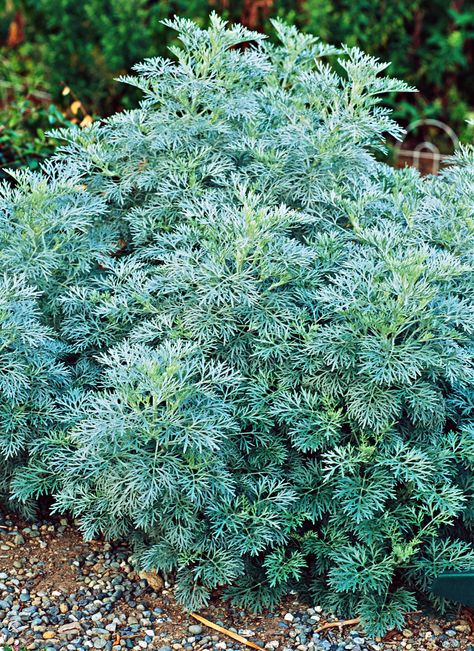 Plants For Sandy Soil, Artemisia Plant, Bee Habitat, Powis Castle, Hill Landscaping, Garden Perennials, Evergreen Bush, Spice Garden, Plant Encyclopedia