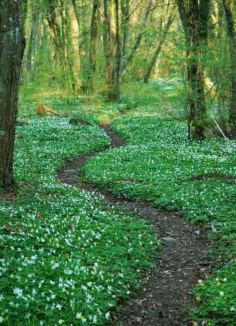 Ormanlık Alan, Walking Path, Sweden Travel, Secret Gardens, Walk In The Woods, Green Gables, Green Grass, Beautiful Scenery, Garden Paths