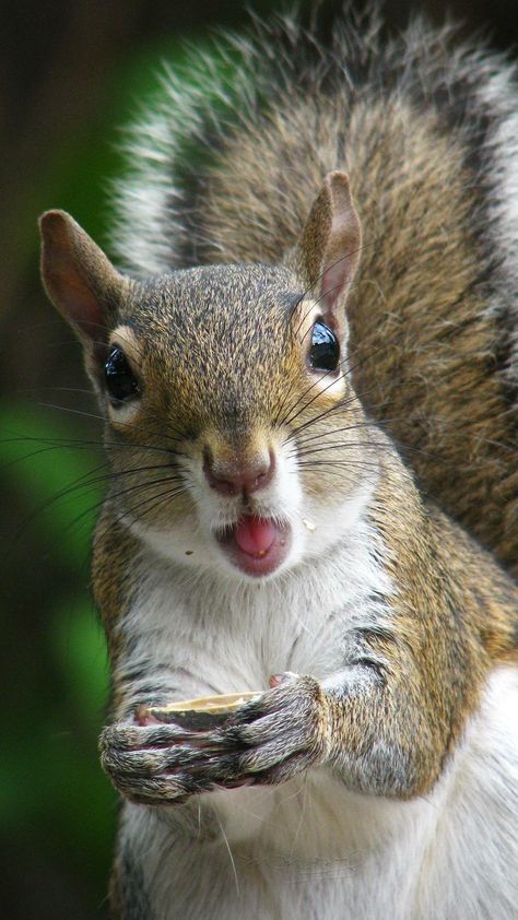 Squirrel wallpaper Indian Squirrel, Squirrel Wallpaper, Cool Animals, Squirrel Pictures, Animals Forest, Squirrel Funny, Cute Squirrel, Baby Squirrel, Animals Cute