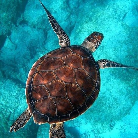 Just cruising by😎 . Did you know that some female sea #turtles nest until they are 80 years old?! . They return to the beach where they hatched to lay their own eggs, even if that means traveling thousands of miles to a beach they haven't been to in 20-30 years. So smart! . #marineconservation . 📷: Shutterstock Sea Turtle, The Ocean, Water