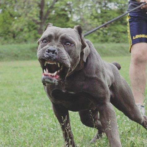 Pitbull Attacks, Pit Dog, Angry Animals, Presa Canario, Bully Breeds Dogs, Angry Dog, Cane Corso Dog, Corso Dog, Scary Dogs