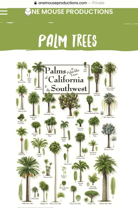 Palm Tree Types, Landscaping Garden Design, Tree Types, Florida Landscape, Utila, Dream Landscape, Landscaping Garden, Unique Architecture, Dream Home Ideas