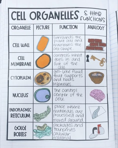 Cell Parts And Functions, Cell Analogy, Cell Biology Notes, Cells Biology, Cell City, Biology Lesson Plans, Igcse Biology, Biochemistry Notes, Bio Notes