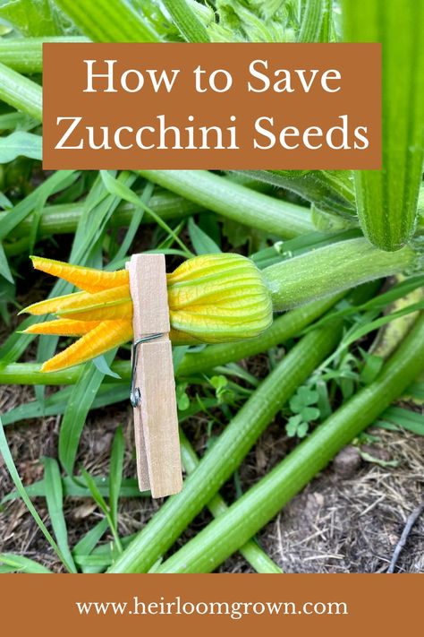 Are you tired of buying new seeds every year? Why not learn how to save your own seeds starting with the zucchini plant. Zucchini is one of the easiest plants to try you hand saving seeds form. Saving Zucchini, How To Save Zucchini Seeds, Regrow Zucchini From Scraps, When To Plant Zucchini, What To Do With Overgrown Zucchini, Zucchini Plants, Seed Saving, Vegetable Garden Design, Easy Plants