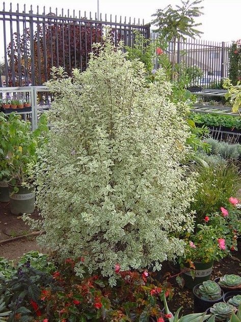 13 Best Pittosporum Varieties | Types of Pittosporum Plants Pittosporum Marjorie Channon, Green White Palette, White Bushes, Pittosporum Tenuifolium, Colorful Shrubs, Small Shrubs, Landscape Designer, Front Landscaping, Ideas For Garden