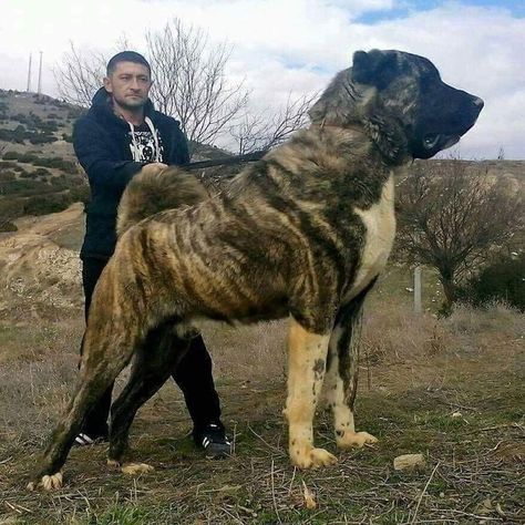 Giant & Powerful Turkish Kangal Shepherd Dog | Large Dog Breeds | Big Dogs Breeds | very cute dogs Dog Breeds Big, Kangal Shepherd, Turkish Kangal, Alabai Dog, Big Dogs Breeds, Kangal Dog, Puppy Fever, Rare Dog Breeds, Tallest Dog