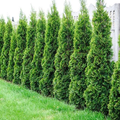 Green Giant Tree, Thuja Green Giant, Arborvitae Tree, Privacy Trees, Privacy Landscaping, Garden Privacy, Pergola Design, Backyard Privacy, Green Giant