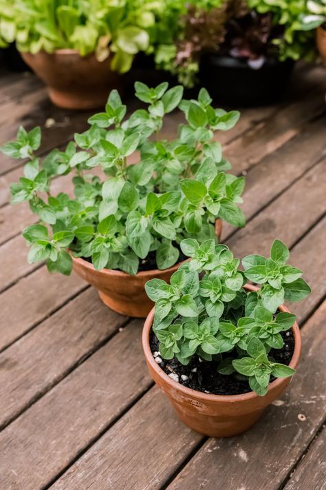 Oregano Garden, Oklahoma Garden, Growing Peach Trees, Growing Oregano, Oregano Plant, Medicinal Herbs Garden, Herb Gardens, Mediterranean Plants, Indoor Greenhouse