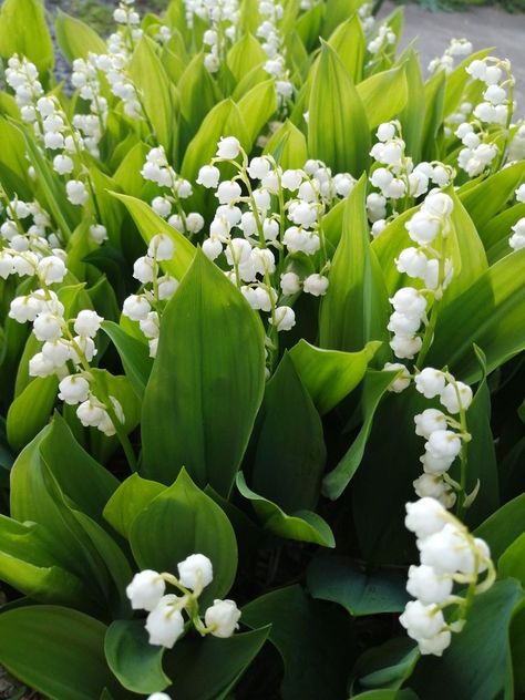 Lily Of The Valley Flowers, Perennial Shrubs, Gorgeous Flowers, Book Aesthetics, Calming Colors, May Flowers, Colorful Landscape, Beautiful Nature Pictures, Lily Flower