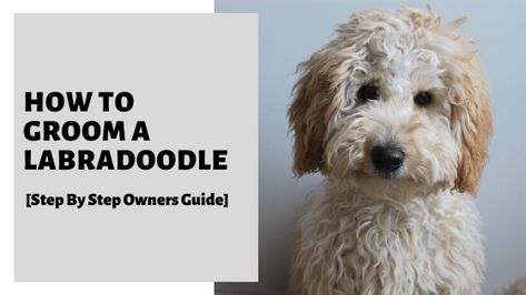 Labradoodle Face Grooming, Labradoodle Cuts, F1 Labradoodle, Labradoodle Grooming, Dogs Coat, Pet Enclosures, Labradoodle Miniature, Australian Labradoodles, Labradoodle Dog