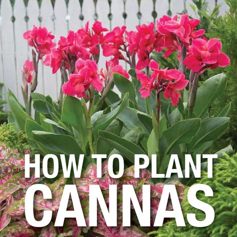 Video: How to Plant Canna Lily Bulbs Canna Lily Landscaping, Canna Lily Care, Canna Lily Garden, Cana Lily, Canna Bulbs, Canna Flower, Longfield Gardens, Canna Lily, Pool Landscape