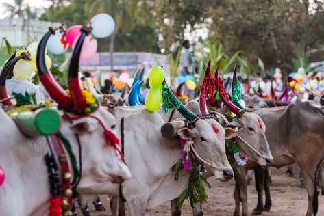 Mattu Pongal, Worshipping the Cows Pongal Celebration Photography, Pongal Festival In Tamil, Pongal Pictures, Pongal Photos, Pongal Festival Images, Mud Architecture, Mattu Pongal, Pongal Celebration, Celebration Images