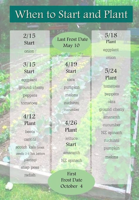 When To Plant Seeds, Planting Dates, Growing Calendar, Beets Carrots, Date Plant, When To Plant Vegetables, Cucumber Plant, Plant Zones, Victory Garden