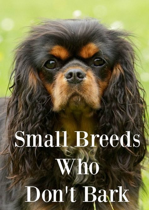 Small Family Dogs, Cute Small Dog Breeds, Best Family Dog Breeds, Best Small Dog Breeds, Family Dogs Breeds, Best Small Dogs, Best Dogs For Families, Cute Small Dogs, Dog Breeds Medium