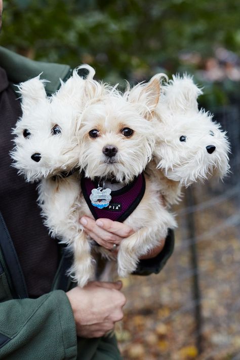 It's official: There is nothing in the world cuter than New York City's annual Tompkins Square Halloween Dog Parade. Every year we think it can't get any more adorable, and then it does. And this year's event managed to cover all of the bases. There were nostalgic odes to our childhood idols (see Best Dog Costumes, Small Dog Costumes, Cute Dog Costumes, York Dog, Dog Costumes Funny, Dog Parade, Bff Halloween Costumes, Best Friend Halloween Costumes, Diy Dog Costumes