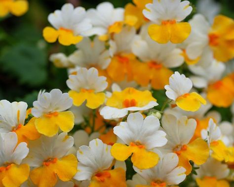 Nemesia Flowers, Plants To Attract Bees, Seed Raising, Rock Garden Plants, Potted Plants Outdoor, Garden Calendar, Organic Mulch, Invasive Plants, Shade Perennials