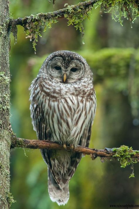 Owl Photography, Barred Owl, Owl Photos, Owl Pictures, Beautiful Owl, Owl Bird, Owl Art, Bird Drawings, Barn Owl