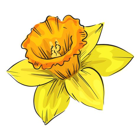 Cute Yellow Flowers Drawing, Yellow Flowers Drawing, Pretty Flower Names, Flower Narcissus, Yellow Drawing, Yellow Flower Art, Rose Line Art, Flower Png Images, Rose Sketch