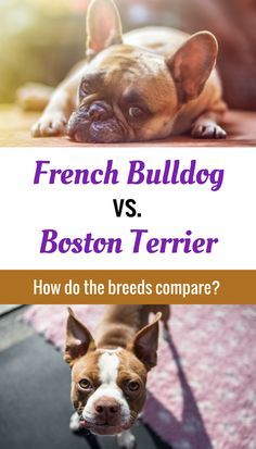 How does the French Bulldog compare to the Boston Terrier? The answers will surprise you! Boston Terrier Clothes, Boston Terrier Accessories, Bulldog Training, Puppy Mix, Boston Terrier Funny, Dog Humor, Bulldog Breeds, Boston Terrier Love, Terrier Breeds