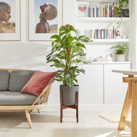 11 tall, statement plants to decorate your home and office Monstera Deliciosa Indoor, Office With Plants, Decorate Office, Monstera Plant Care, Swiss Cheese Plant, Cheese Plant, Iron Plant, Easy Care Plants, Indoor Decoration