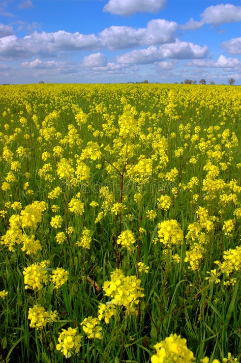 Mustard Flowers Photography, Mustard Field, Wild Mustard, Avatar Disney, Mustard Flowers, Field Flowers, East Of Eden, Spring Forward, Flowers White