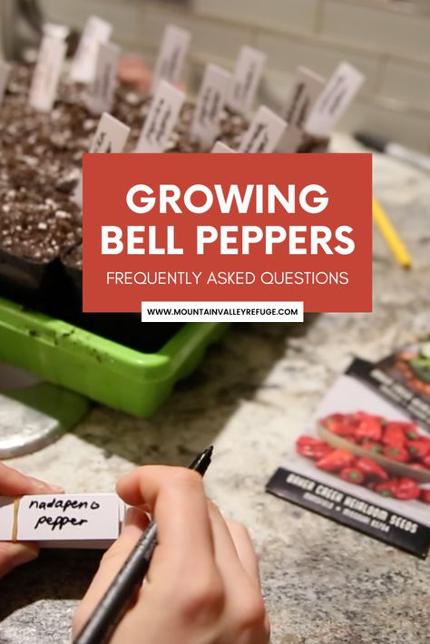 Grow Bell Peppers, Pepper Seedlings, Peppers Growing, Starting Plants From Seeds, Grow Vertically, Growing Bell Peppers, Garden With Flowers, Start Seeds Indoors, Seeds Growing