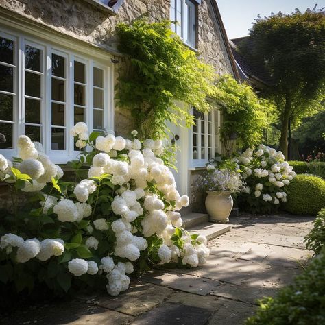 Backyard Hydrangeas, Knockout Rose Tree, Plank And Pillow, Propagating Hydrangeas, Hydrangea Landscaping, Knockout Roses, Growing Hydrangeas, Hydrangea Garden, Rose Trees