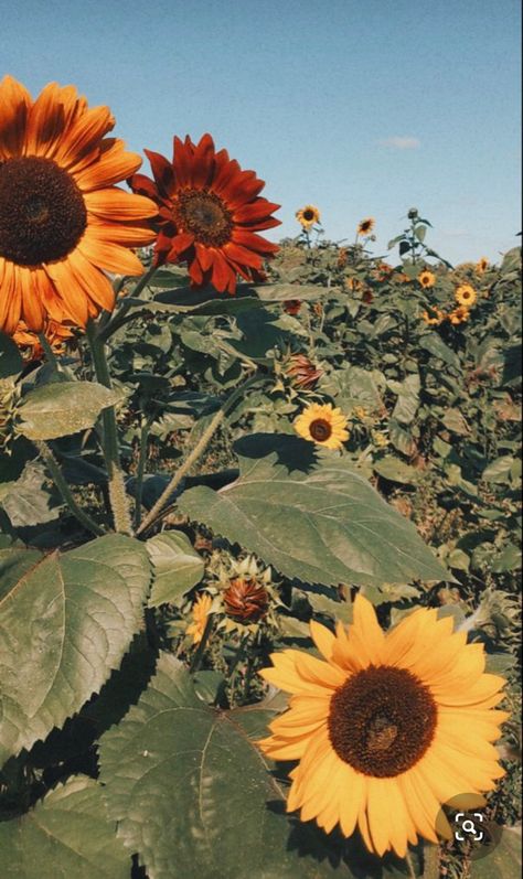 Fall Sunflower Aesthetic, Fall Plant Aesthetic, Fall Aesthetic Pumpkin Patch, Autumn Flowers Aesthetic, Fall Flower Aesthetic, Fall Flowers Aesthetic, Fall Flowers Wallpaper, September Moodboard, Wallpaper Sunflower